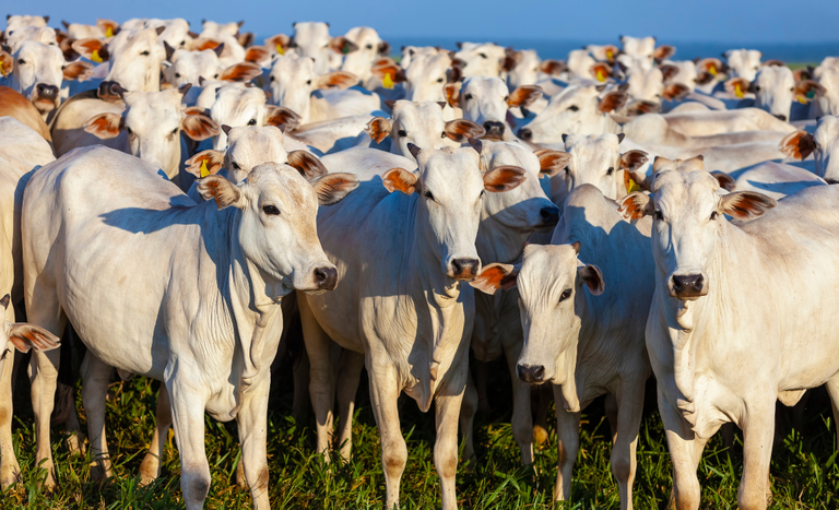 China reconhece Brasil como território livre de febre aftosa